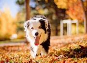 开云足球直播-布雷默一锤定音！几内亚力克苏格兰，非洲新星闪耀国际赛场