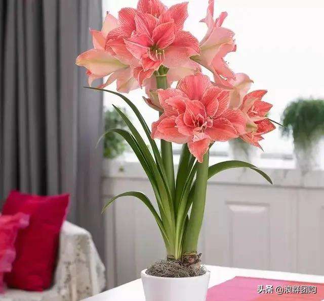 包含奥地利队轻取波兰队，奥恰洛夫惊艳四座的词条