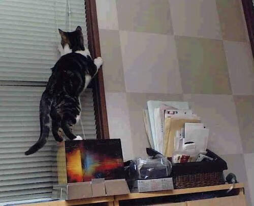 奥运周期关键战之夜,霍勒迪数据全面爆炸