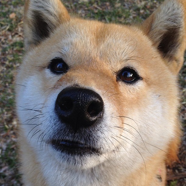 赛道上的点球手,若日尼奥如何主宰F1年度争冠之夜